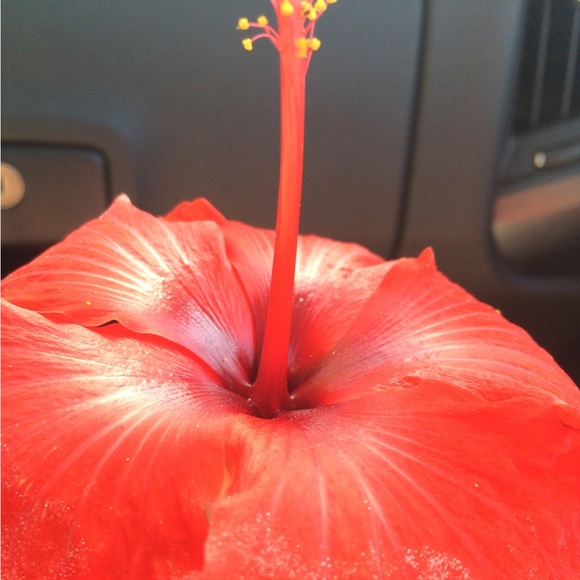 Meet your Posher, Adriana - Picture 1 of 1